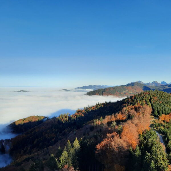 Nebeldecke im Herbst | Seehotel im Weyer in Gmunden